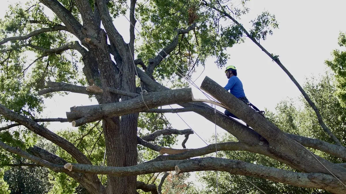 Professional Crown Thinning performed by certified arborists in Climax